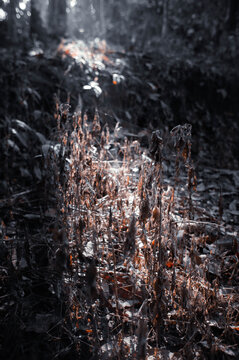 Beautiful dry grass in the dry season.