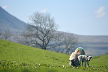 Sheep and lamb grazing in a field near Ribblehead in the Yorkshire Dales National Park © davidyoung11111