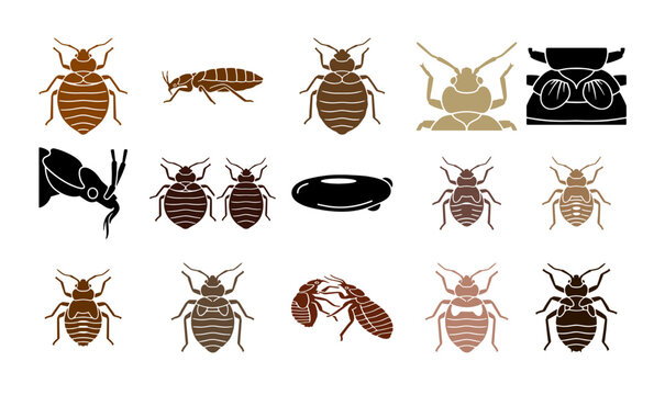 Bed bug life cycle icons set, parasitic insect vector illustrations, pest control infographic elements for extermination services and hygiene education