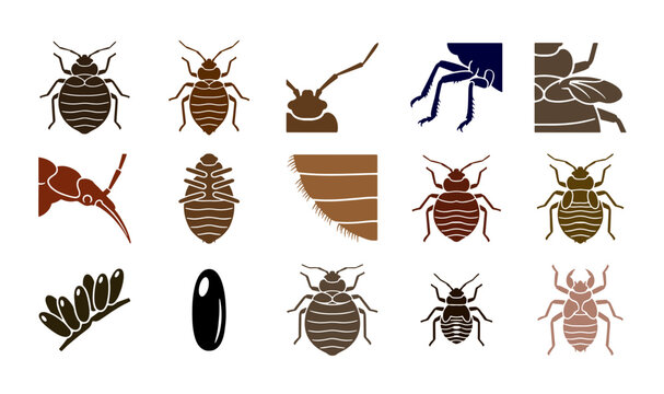 Bed bug life cycle and identification icons, 15 pest control vector elements, parasitic insect anatomy and egg stages for extermination services