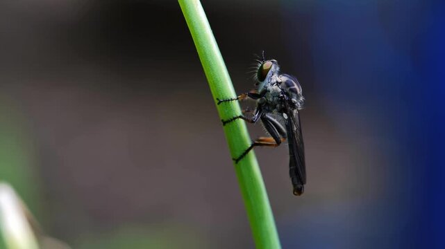 Close-up of an Insect on the Tip of a Green Onio