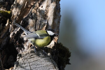 Great Tit gathering moss for nest building in spring, Swabian Alb, Germany © Frank Fichtmüller