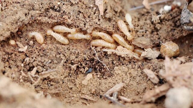 Close-Up of Termites in Soil,  Detailed View of Termite Colony in Natural Habitat