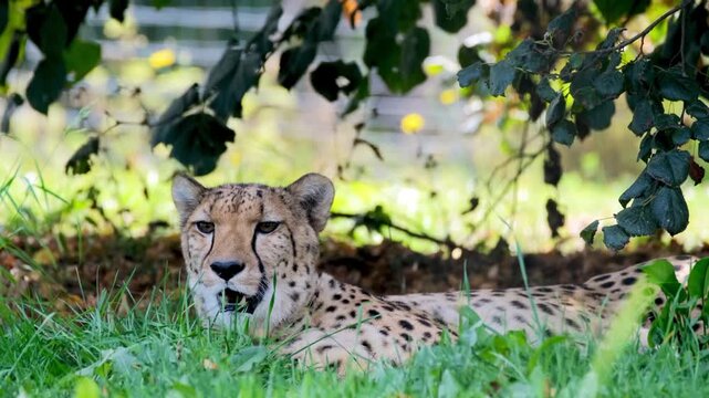 Adult Cheetah Resting Calmly in Green Grass Under Tree Shade at Zoo