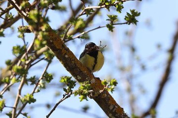 Great Tit gathering moss for nest building in spring, Swabian Alb, Germany © Frank Fichtmüller