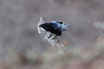 Obraz premium Mystical Common Raven perched on a gnarled branch in the Swabian Alb, Germany
