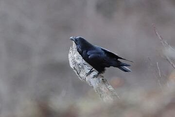 Obraz premium Mystical Common Raven perched on a gnarled branch in the Swabian Alb, Germany