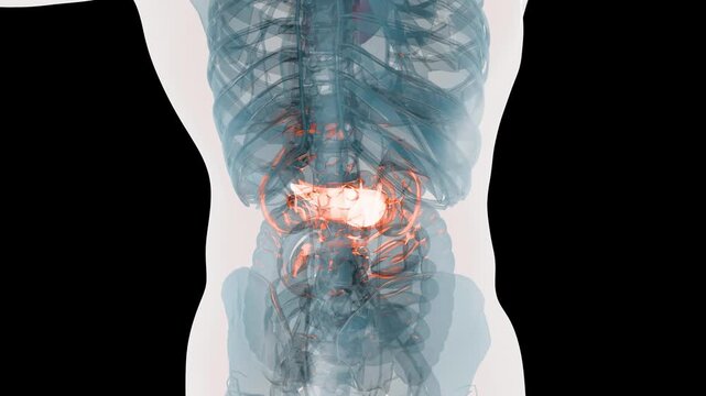 X-Ray Style View of the Human Body Highlighting the Pancreas, Internal Organs and Skeletal System Anatomy, 3d render