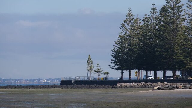 A scenic coastal view looking across the low-tide mudflats towards The Esplanade in Seaholme, Melbourne, Australia.&nbsp;Norfolk Island pines lines the seawall, bordering the coastal&nbsp;walkway&nbsp;