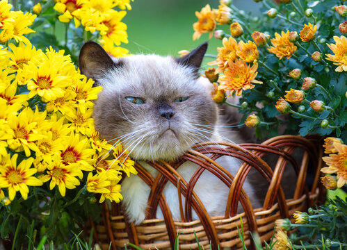 A portrait of a cute color point cat ina basket with flowers in summer