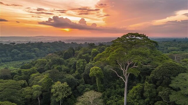 Aerial view of lush green forest with sunset in Kribi, Cameroon, west Africa.
