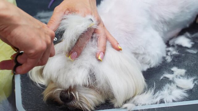 A white Maltese dog getting a haircut at a grooming salon.