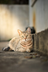 cat on the wall © أمجد حرب