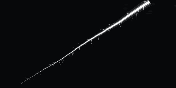 Minimalist single root with fine rootlets isolated on solid black background botanical detail
