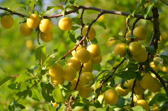  Mirabelle plum tree branches with ripen golden- yellow fruits and green leaves in summer garden. Nature, golden yellow plum fruits  summer harvest.