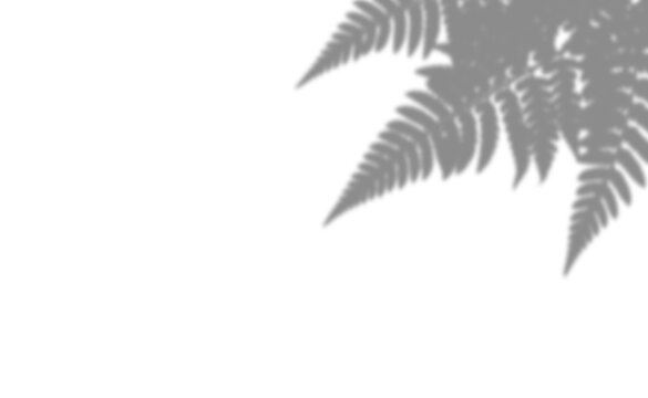 Fern leaf shadow overlay isolated on transparent background