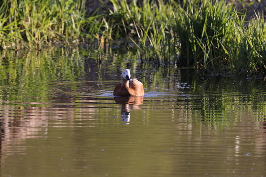 Ruddy Shelduck family with small ducklings swimming on a lake in the Swabian Alb, Germany
