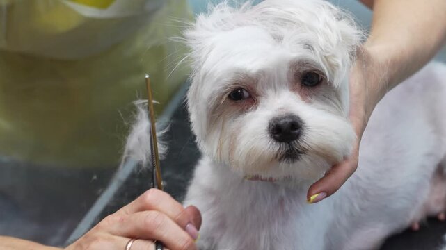 A white Maltese dog getting a haircut at a grooming salon.