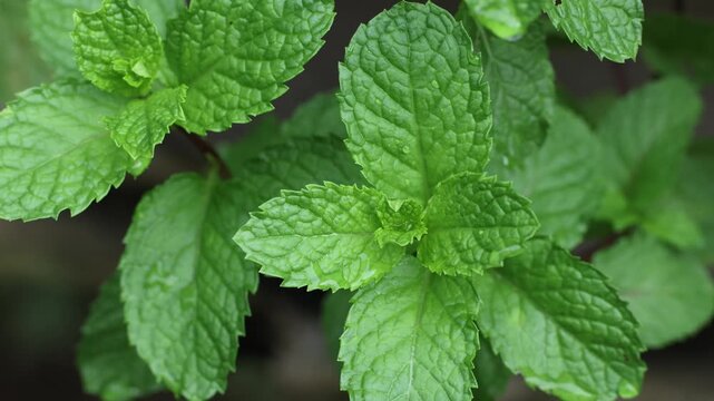 Fresh Mint Plants Growing on Farm