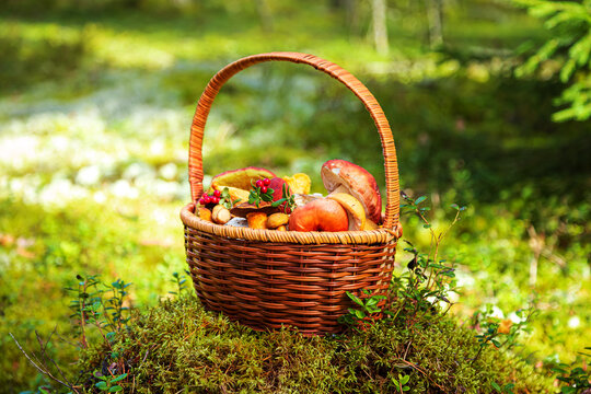 Wicker basket full of edible mushrooms in sunny forest. Mushroom picking.