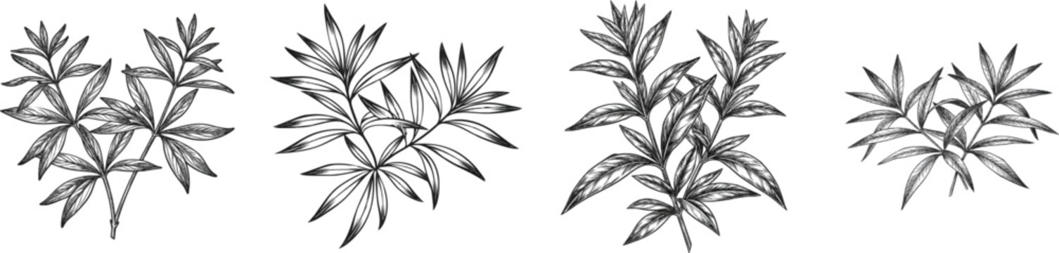 Two lemon verbena sprigs in a central arrangement create an intricate black botanical silhouette against a white background
