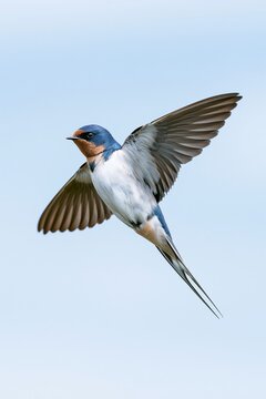 Graceful Barn Swallow (Hirundo rustica) in Flight Against Clear Sky