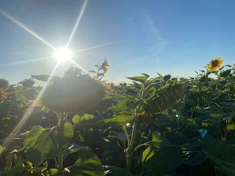 Sonnenblumenfeld, Sonnenblume, Sonnenblumen, gelbe Bl&uuml;te, Feld, Landwirtschaft, Agrarlandschaft, Ackerbau, Nutzpflanze, &Ouml;lpflanze, Sonnenblumen&ouml;l, Pflanzenanbau, Wachstum, Bl&uuml;te, Sommer, Sp&auml;tsommer, N