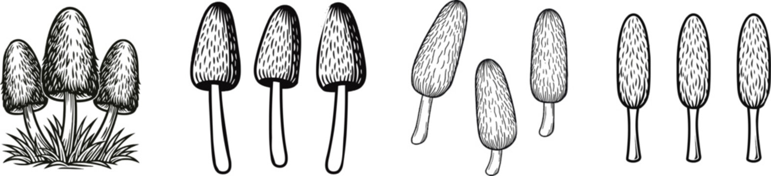 A flat shape iconography of three shaggy mane mushrooms in a monochrome black and white palette stands tall on thin stalks against a white background, isolated with no shading or texture