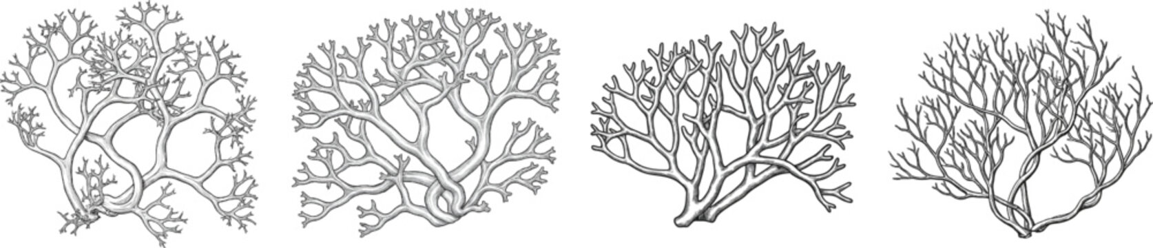A vintage herbarium sketch of reindeer lichen features two branching tufts with intricate, shrub-like coral structures entwined at their bases, spreading fine-line antlers into the white space