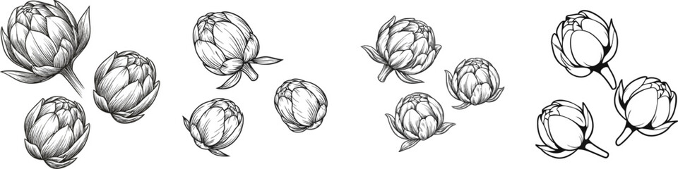 Obraz premium A line art silhouette of three closed peony buds in the center, each with unique angles and overlapping petals, set against a white background without shading or texture