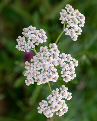 Close Up Achillea Millefolium Wild White Blossoms © Sylvaris Studio