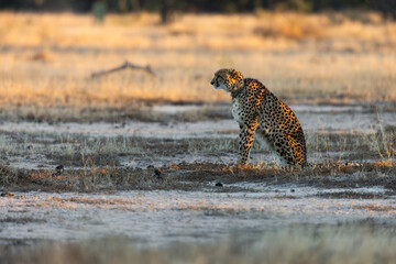 A female cheetah on the lookout. © Jurgens