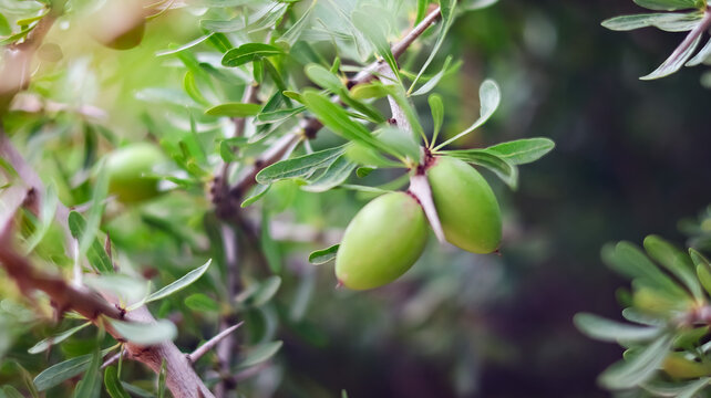 Argan tree in Morocco