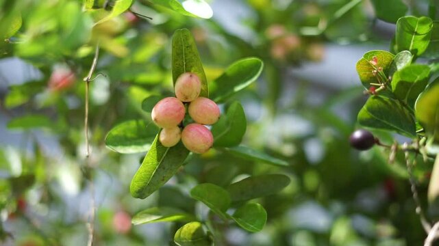 Close-up video of fresh Karonda fruits on tree branch blowing gently in garden