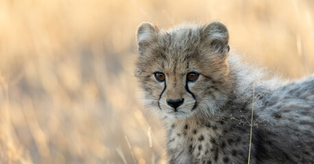 A portrait of a young cheetah cub © Jurgens