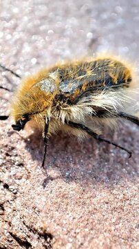   Tropinota squalida. Escarabajo de las flores. Cetonia velluda. Escarabajo recubierto por una densa vellosidad pardo - amariento. 
