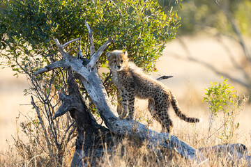 Cheetah cubs in the wild © Jurgens