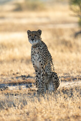 A female cheetah on the lookout. © Jurgens