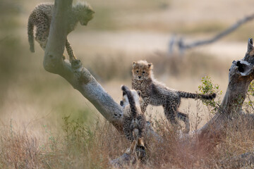 Cheetah cubs climbing around a dead tree © Jurgens