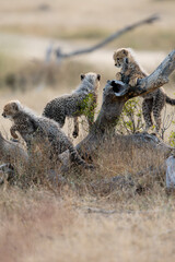 Cheetah cubs climbing around a dead tree © Jurgens
