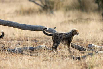 Cheetah cubs in the wild © Jurgens