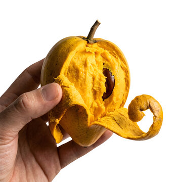 Fresh canistel fruit held in hand, ripe yellow eggfruit with creamy texture, exotic tropical pouteria campechiana isolated on white background