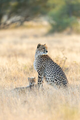 a cheetah mother with her cubs © Jurgens