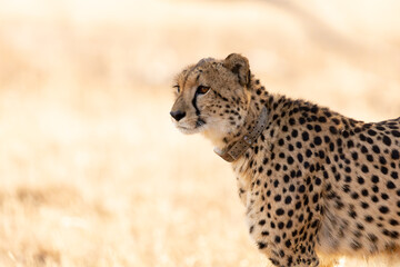 A portrait of a cheetah © Jurgens