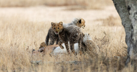 Cheetah cubs feeding on an impala carcass © Jurgens