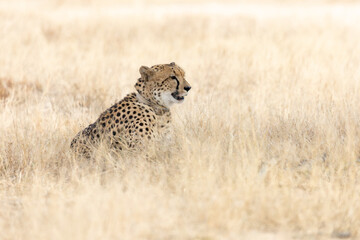 A portrait of a cheetah © Jurgens
