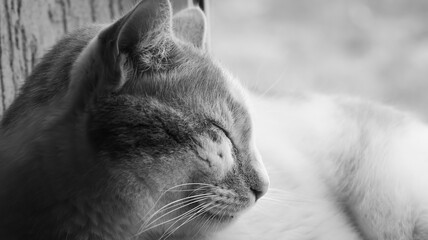 The cat is resting on the window © Евгения Мироненко