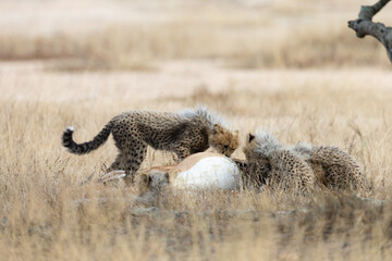 Cheetah cubs feeding on an impala carcass © Jurgens