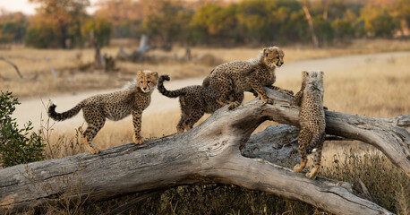 Cheetah cubs on top of a fallen dead tree © Jurgens
