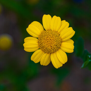 Golden Corn Marigold Bloom Against Dark Background